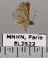  ( - EL2922)  @13 [ ] CreativeCommons - Attribution (2015) MNHN Muséum national d'Histoire naturelle