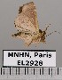  (Phuphena cilix - EL2928)  @12 [ ] CreativeCommons - Attribution (2015) MNHN Muséum national d'Histoire naturelle