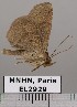  ( - EL2929)  @11 [ ] CreativeCommons - Attribution (2015) MNHN Muséum national d'Histoire naturelle