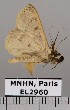  ( - EL2960)  @12 [ ] CreativeCommons - Attribution (2015) MNHN Muséum national d'Histoire naturelle