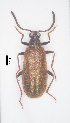  (Lagria rugosula - 14013376-2024P1D3)  @11 [ ] CreativeCommons - Attribution Non-Commercial No Derivatives (2024) Eric Lopez Eric Lopez - Ecologue Entomologiste