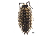  ( - BIOUG32546-H01)  @11 [ ] CreativeCommons - Attribution (2017) CBG Photography Group Centre for Biodiversity Genomics