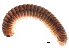  ( - BIOUG32562-A11)  @11 [ ] CreativeCommons - Attribution (2017) CBG Photography Group Centre for Biodiversity Genomics