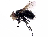  ( - BIOUG32564-B06)  @11 [ ] CreativeCommons - Attribution (2017) CBG Photography Group Centre for Biodiversity Genomics