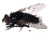  ( - BIOUG32564-B08)  @11 [ ] CreativeCommons - Attribution (2017) CBG Photography Group Centre for Biodiversity Genomics