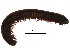  ( - BIOUG32564-C07)  @11 [ ] CreativeCommons - Attribution (2017) CBG Photography Group Centre for Biodiversity Genomics