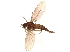  ( - BIOUG32568-C04)  @11 [ ] CreativeCommons - Attribution (2021) CBG Photography Group Centre for Biodiversity Genomics