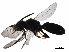  ( - BIOUG35429-A04)  @13 [ ] CreativeCommons - Attribution (2018) CBG Photography Group Centre for Biodiversity Genomics