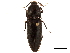  (Elater - BIOUG35437-D01)  @14 [ ] CreativeCommons - Attribution (2018) CBG Photography Group Centre for Biodiversity Genomics