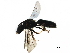  ( - BIOUG35450-E01)  @14 [ ] CreativeCommons - Attribution (2018) CBG Photography Group Centre for Biodiversity Genomics