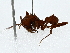  ( - BIOUG91414-C09)  @11 [ ] CreativeCommons - Attribution (2022) CBG Photography Group Centre for Biodiversity Genomics