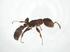  (Pseudomyrmex cubaensis - CBG-A10039-H05)  @11 [ ] CreativeCommons - Attribution Share - Alike (2023) Centre for Biodiversity Genomics Centre for Biodiversity Genomics