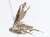  ( - CBG-A10773-F05)  @11 [ ] CreativeCommons - Attribution Share - Alike (2023) CBG Photography Group Centre for Biodiversity Genomics