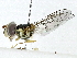  ( - BIOUG91302-E12)  @11 [ ] CreativeCommons - Attribution (2022) CBG Photography Group Centre for Biodiversity Genomics