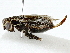  ( - BIOUG91302-F03)  @11 [ ] CreativeCommons - Attribution (2022) CBG Photography Group Centre for Biodiversity Genomics
