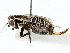  ( - BIOUG91302-F04)  @11 [ ] CreativeCommons - Attribution (2022) CBG Photography Group Centre for Biodiversity Genomics