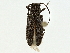  (Estola insularis - BIOUG95305-D01)  @11 [ ] CreativeCommons - Attribution (2022) CBG Photography Group Centre for Biodiversity Genomics