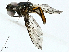  ( - BIOUG95309-B11)  @11 [ ] CreativeCommons - Attribution (2022) CBG Photography Group Centre for Biodiversity Genomics