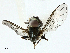  ( - BIOUG95310-D04)  @11 [ ] CreativeCommons - Attribution (2022) CBG Photography Group Centre for Biodiversity Genomics