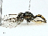  ( - BIOUG95310-F11)  @11 [ ] CreativeCommons - Attribution (2022) CBG Photography Group Centre for Biodiversity Genomics