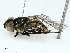  ( - BIOUG95310-F12)  @11 [ ] CreativeCommons - Attribution (2022) CBG Photography Group Centre for Biodiversity Genomics