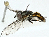  ( - BIOUG95310-G03)  @11 [ ] CreativeCommons - Attribution (2022) CBG Photography Group Centre for Biodiversity Genomics