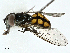  ( - BIOUG95310-G04)  @11 [ ] CreativeCommons - Attribution (2022) CBG Photography Group Centre for Biodiversity Genomics