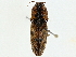  (Monocrepidius galapagoensis - BIOUG95344-D02)  @11 [ ] CreativeCommons - Attribution (2022) CBG Photography Group Centre for Biodiversity Genomics