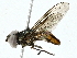  ( - BIOUG95344-D06)  @11 [ ] CreativeCommons - Attribution (2022) CBG Photography Group Centre for Biodiversity Genomics