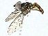  ( - BIOUG95344-D07)  @11 [ ] CreativeCommons - Attribution (2022) CBG Photography Group Centre for Biodiversity Genomics