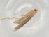  (Cosmopterix madeleinae - BIOUG96365-G12)  @11 [ ] CreativeCommons - Attribution (2023) Centre for Biodiversity Genomics Centre for Biodiversity Genomics