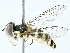  ( - BIOUG97727-C11)  @11 [ ] CreativeCommons - Attribution (2022) CBG Photography Group Centre for Biodiversity Genomics