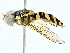  ( - BIOUG97727-E05)  @11 [ ] CreativeCommons - Attribution (2022) CBG Photography Group Centre for Biodiversity Genomics
