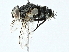  ( - BIOUG97727-E11)  @11 [ ] CreativeCommons - Attribution (2022) CBG Photography Group Centre for Biodiversity Genomics