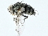  ( - BIOUG97727-G11)  @11 [ ] CreativeCommons - Attribution (2022) CBG Photography Group Centre for Biodiversity Genomics