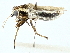  ( - BIOUG97737-H10)  @11 [ ] CreativeCommons - Attribution (2022) CBG Photography Group Centre for Biodiversity Genomics