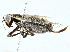  ( - BIOUG97737-H11)  @11 [ ] CreativeCommons - Attribution (2022) CBG Photography Group Centre for Biodiversity Genomics