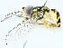  ( - BIOUG97745-F12)  @11 [ ] CreativeCommons - Attribution (2022) CBG Photography Group Centre for Biodiversity Genomics
