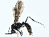  (Ectatomma goninion - BIOUG95313-C11)  @11 [ ] CreativeCommons - Attribution (2022) CBG Photography Group Centre for Biodiversity Genomics