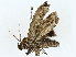  ( - BIOUG95313-D08)  @11 [ ] CreativeCommons - Attribution (2022) CBG Photography Group Centre for Biodiversity Genomics