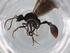  (Stegomyrmex AFD9651 - BIOUG95699-F01)  @11 [ ] CreativeCommons - Attribution (2022) Centre for Biodiversity Genomics Centre for Biodiversity Genomics