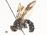  (Bezzimyia pittieri - CBG-A44298-C08)  @11 [ ] CreativeCommons - Attribution Share - Alike (2024) CBG Photography Group Centre for Biodiversity Genomics