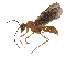  ( - CBG-A45178-H06)  @11 [ ] CreativeCommons - Attribution Share-Alike (2024) CBG Photography Group Centre for Biodiversity Genomics