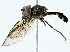  ( - BIOUG95303-D11)  @11 [ ] CreativeCommons - Attribution (2022) CBG Photography Group Centre for Biodiversity Genomics