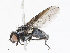  (Syllimnophora - CBG-A10775-A05)  @11 [ ] CreativeCommons - Attribution Share - Alike (2023) CBG Photography Group Centre for Biodiversity Genomics