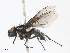  (Syllimnophora - CBG-A10777-B10)  @11 [ ] CreativeCommons - Attribution Share - Alike (2023) CBG Photography Group Centre for Biodiversity Genomics