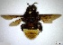  (Eufriesea sp. 1YB - YB-YY-BCI-10182)  @11 [ ] Unspecified (default): All Rights Reserved  Unspecified Unspecified