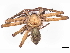  ( - BIOUG93342-H11)  @11 [ ] CreativeCommons - Attribution Non-Commercial Share-Alike (2022) CBG Photography Group Centre for Biodiversity Genomics