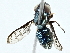  ( - BIOUG95312-C08)  @11 [ ] CreativeCommons - Attribution (2022) CBG Photography Group Centre for Biodiversity Genomics
