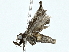  ( - BIOUG97721-H09)  @11 [ ] CreativeCommons - Attribution (2022) CBG Photography Group Centre for Biodiversity Genomics